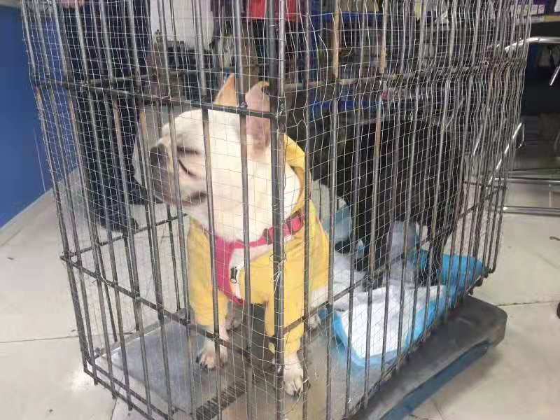 全國到成都寵物空運