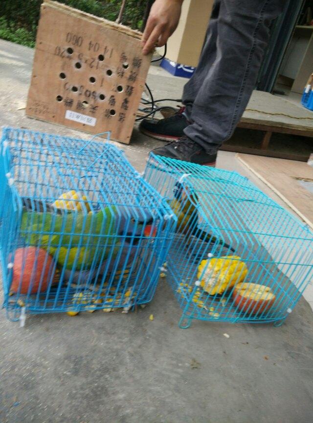 專業寵物托運航空公司 專業寵物托運航空公司