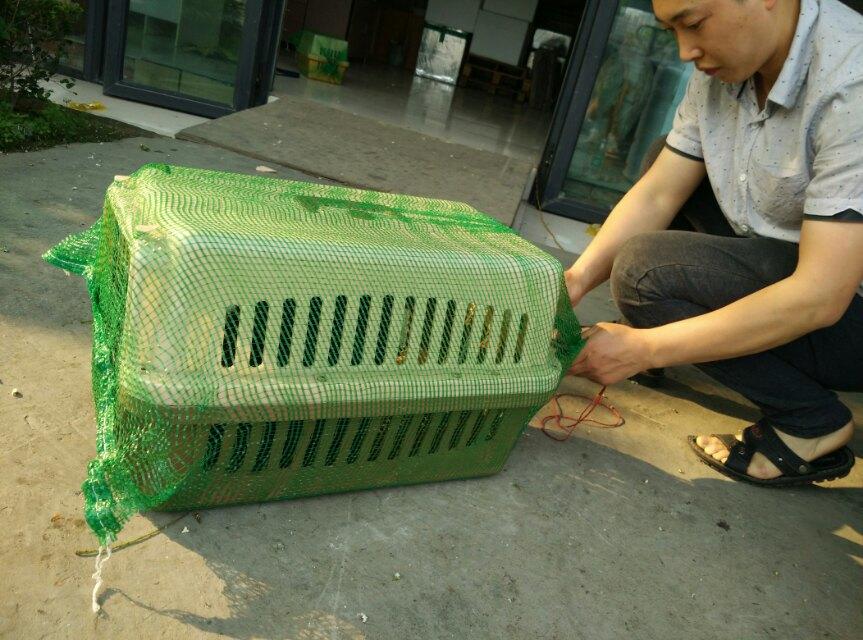 寵物托運如何安撫寵物 寵物托運如何安撫寵物