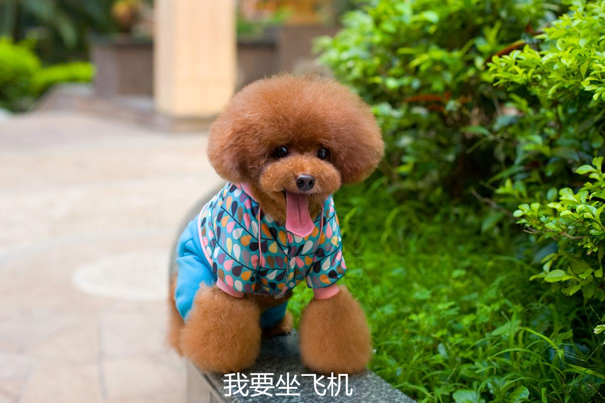 成都到英國寵物空運