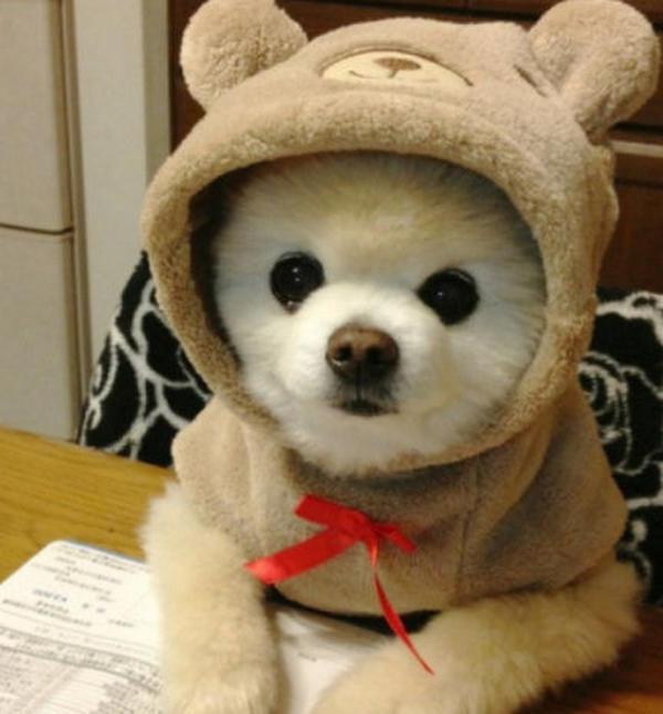 成都寵物空運注意事項