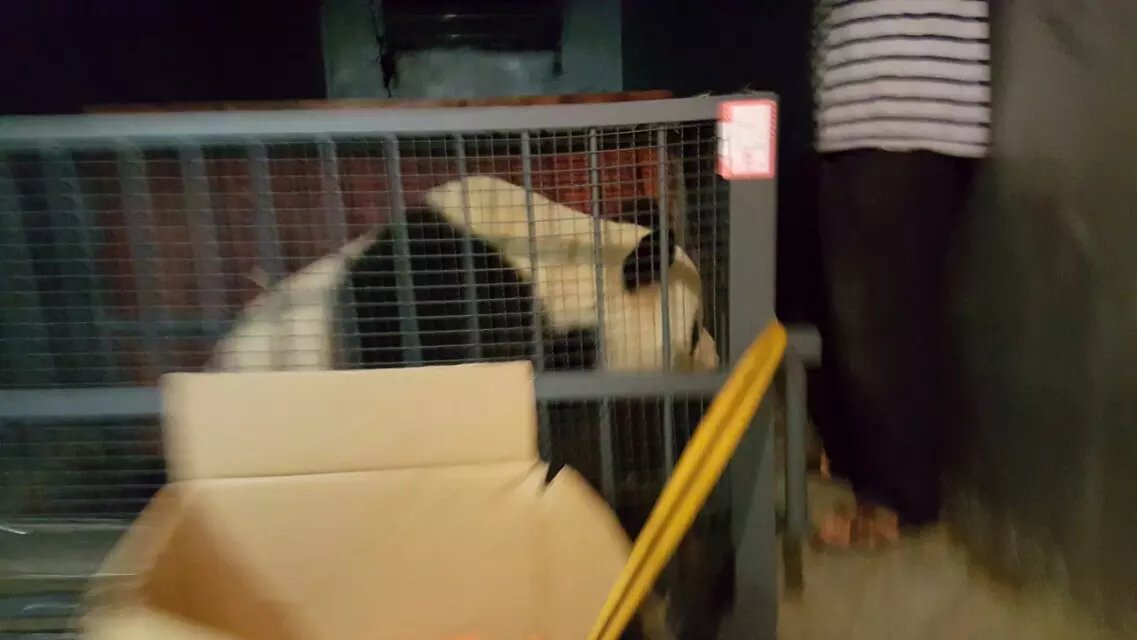 寵物上飛機(jī) 寵物上飛機(jī)