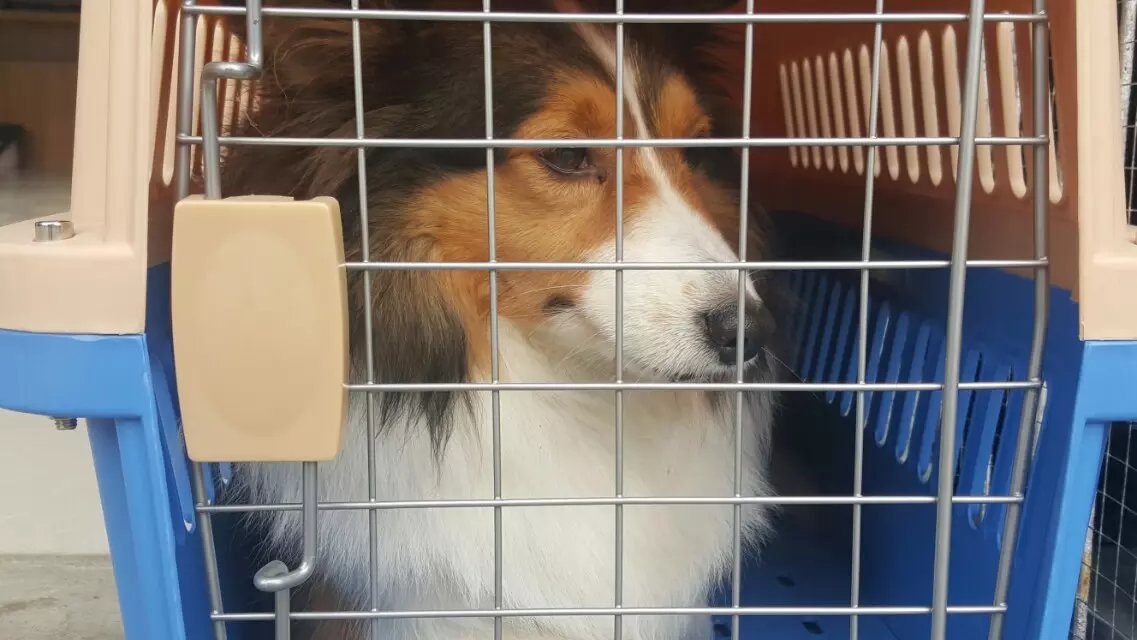 什么是寵物專(zhuān)車(chē)托運(yùn) 什么是寵物專(zhuān)車(chē)托運(yùn)