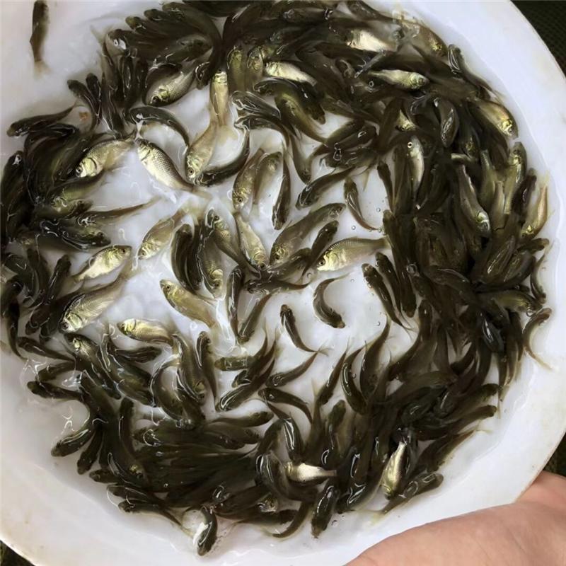 魚兒空運|鮮活體動物空運