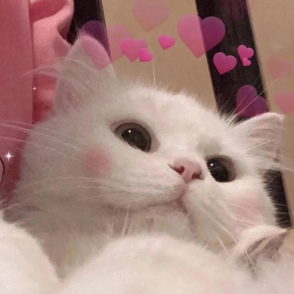 成都寵物托運,可以購買保險嗎?????-成都寵上天寵物托運服務有限公司 成都寵物托運,可以購買保險嗎?????-成都寵上天寵物托運服務有限公司