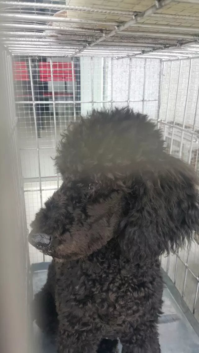 成都寵物空運(yùn)之超稀有的狗狗品種,你知道它們的存在嗎-成都寵上天寵物托運(yùn)服務(wù)有限公司g 成都寵物空運(yùn)之超稀有的狗狗品種,你知道它們的存在嗎-成都寵上天寵物托運(yùn)服務(wù)有限公司