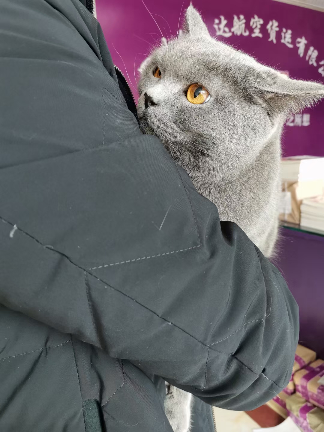 成都寵物空運之給狗狗注射疫苗需要注意什么？-成都寵上天寵物托運服務有限公司