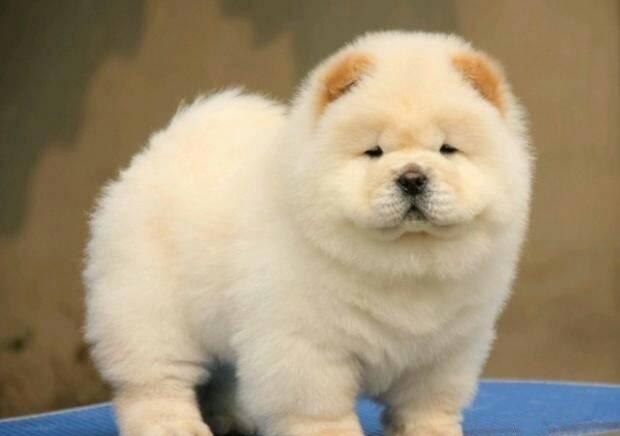 成都寵物空運之疫情對寵物空運行業的影響-成都寵上天寵物托運服務有限公司