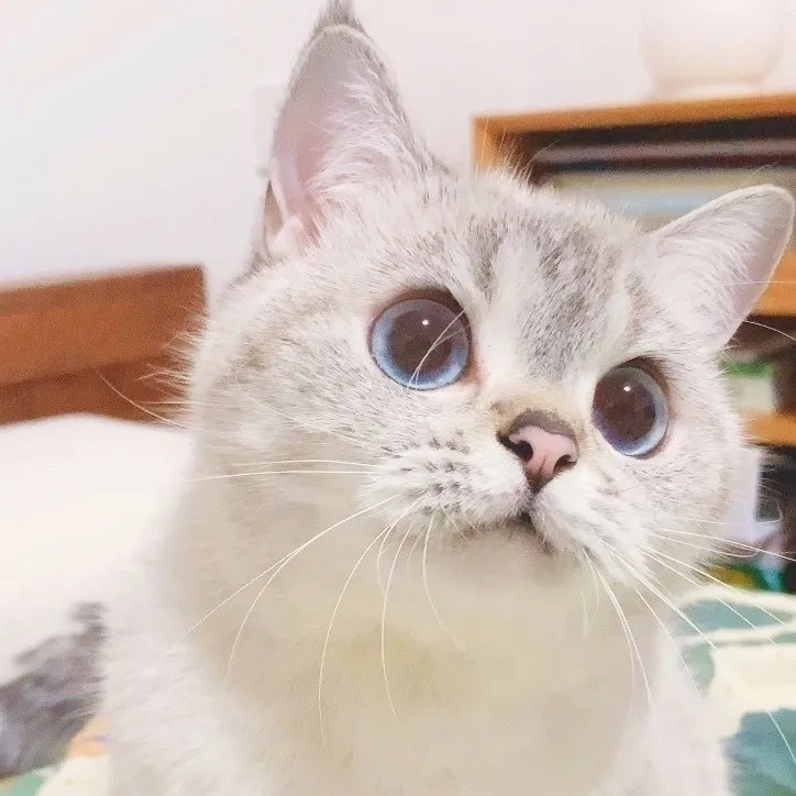 寵物運(yùn)輸、出行飛機(jī)托運(yùn)手續(xù)-成都寵物空運(yùn)公司 寵物運(yùn)輸、出行飛機(jī)托運(yùn)手續(xù)-成都寵物空運(yùn)公司