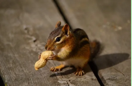 松鼠是否可以在成都空運-成都寵物空運 松鼠是否可以在成都空運-成都寵物空運