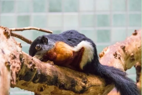 松鼠是否可以在成都空運-成都寵物空運 松鼠是否可以在成都空運-成都寵物空運