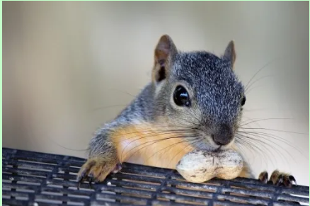 松鼠是否可以在成都空運-成都寵物空運 松鼠是否可以在成都空運-成都寵物空運