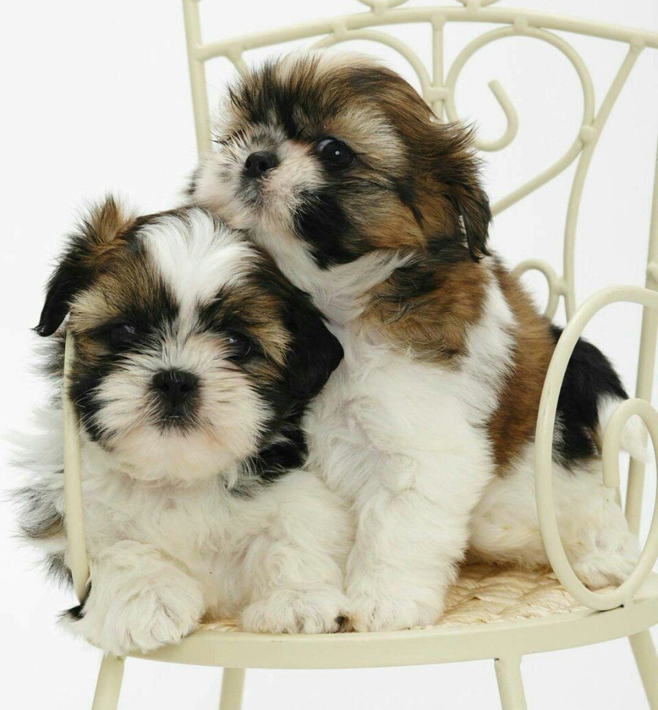 寵物行業最賺錢的事情之一:辦寵物展-成都寵物空運 寵物行業最賺錢的事情之一:辦寵物展-成都寵物空運