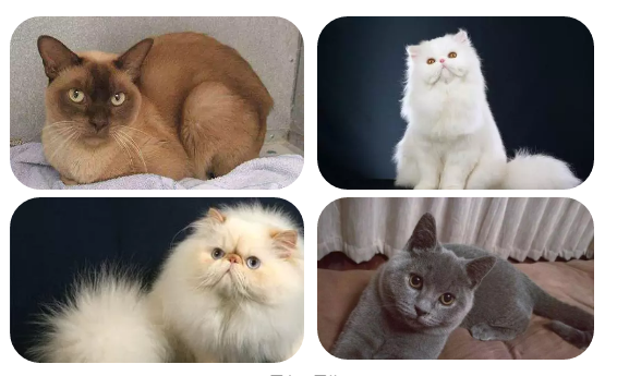 我國寵物保險的發展前景預測-成都寵物空運