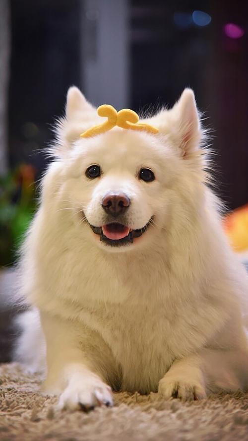 寵物產業鏈也在不斷成熟-成都寵物空運 寵物產業鏈也在不斷成熟-成都寵物空運