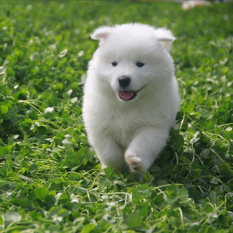 寵物市場爆發(fā)帶動的產業(yè)-成都寵物空運
寵物市場爆發(fā)帶動的產業(yè)-成都寵物空運