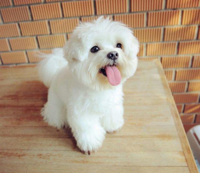 新消費時代，寵物經濟成為“風口浪尖”的寵兒-成都寵物空運