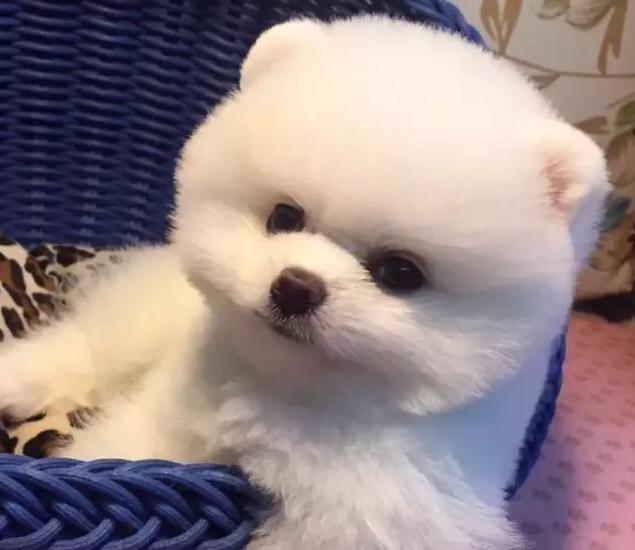 東航寵物運(yùn)輸條件及要求？-成都寵物空運(yùn)