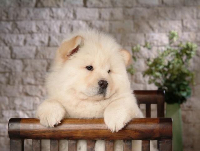 狗狗空運的安全問題-成都寵物空運 狗狗空運的安全問題-成都寵物空運