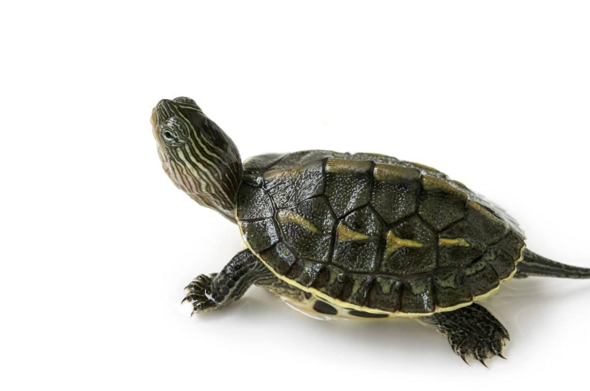 烏龜可以空運嗎? 烏龜可以空運嗎?