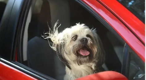 疫情對寵物行業的影響 疫情對寵物行業的影響